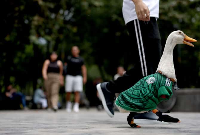 Mexiko-Stadt, Mexiko, 16. Juli 2026: Die Ente Merlin, gekleidet in ein Trikot der mexikanischen Nationalmannschaft, bewegt sich durch die Straßen von Mexiko-Stadt. (Foto: Carl Recine/Getty Images)